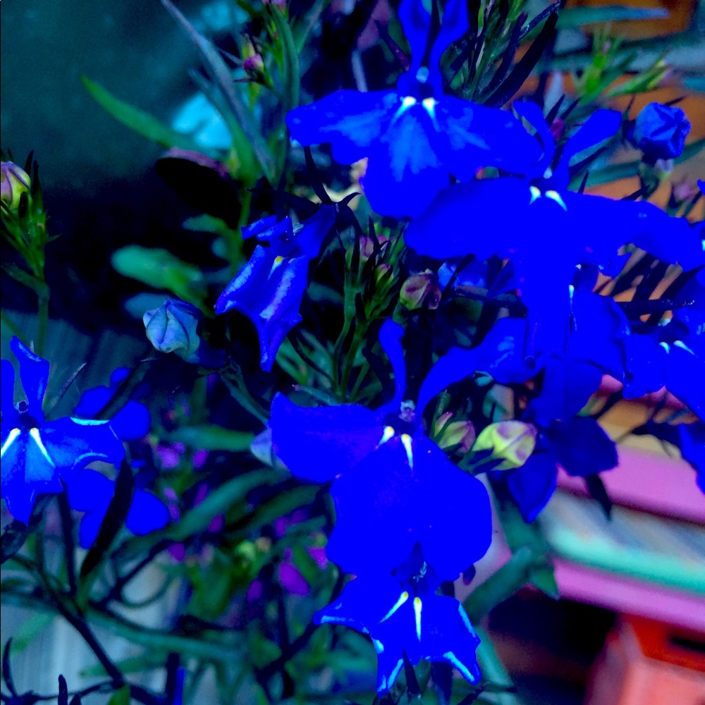 Meet your Posher, Courtney